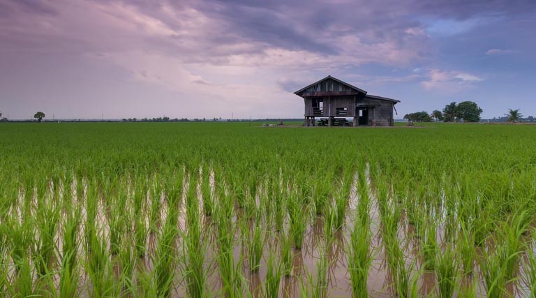 Progress Of Area Coverage Under Summer Crops As On 20.02.2026