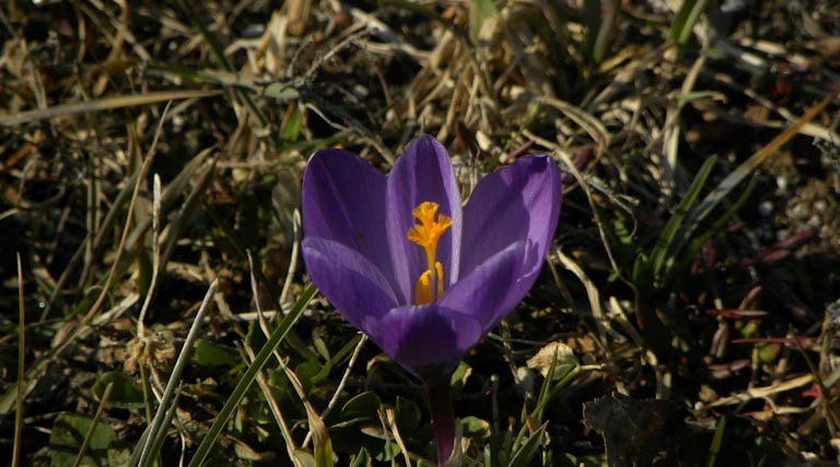 India Moves to Reintroduce Low-Toxin Grass Pea Varieties as Climate-Resilient Protein Crop