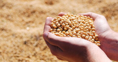 Brazil Soybean Estimate Lowered 1.0 Million Tons to 178.0 Million Brazil Soybean Estimate Lowered 1.0 Million Tons to 178.0 Million