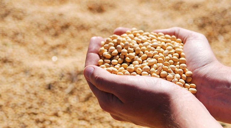 Brazil Soybean Estimate Lowered 1.0 Million Tons to 178.0 Million