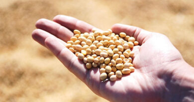 Conab Increased Soybean Estimate, Lowered Corn Estimate Conab Increased Soybean Estimate, Lowered Corn Estimate