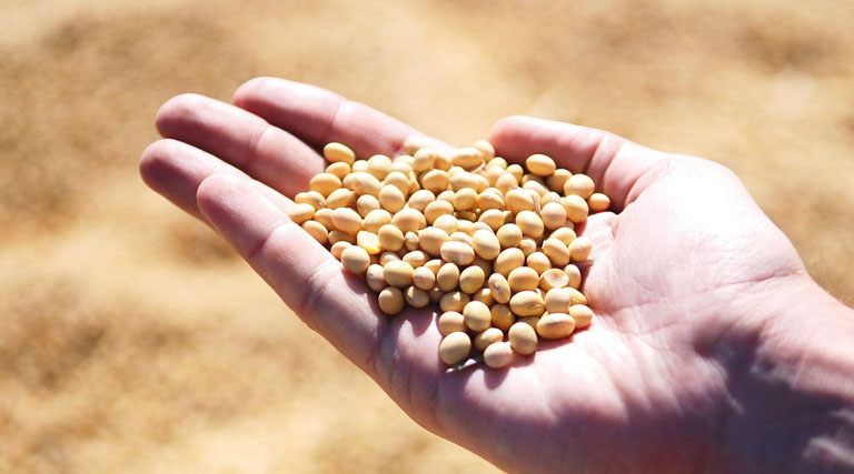 Conab Increased Soybean Estimate, Lowered Corn Estimate