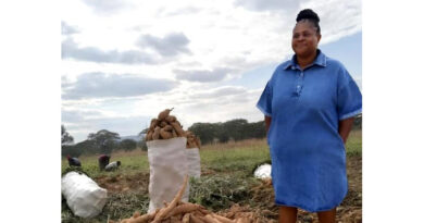 Mrs. Nyakotyo’s Sweet Success with Vitamin A Orange Sweet Potatoes