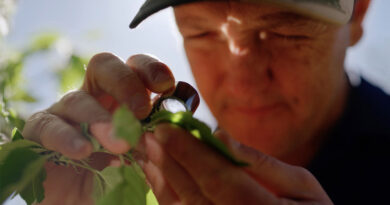 New Line Of Defence For Aussie Growers Combating Two-spotted Mite