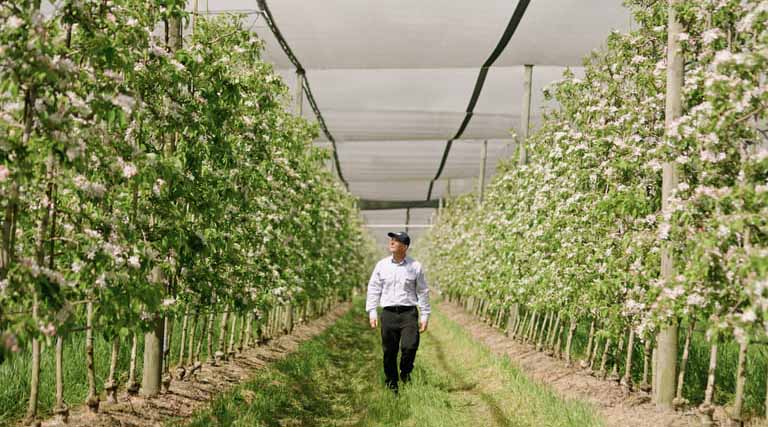 Growers Tackle Two-spotted Mite Resistance With New Mode Of Action