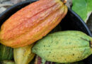A Blueprint For Low-emission Cocoa In West Africa