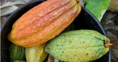 A Blueprint For Low-emission Cocoa In West Africa A Blueprint For Low-emission Cocoa In West Africa