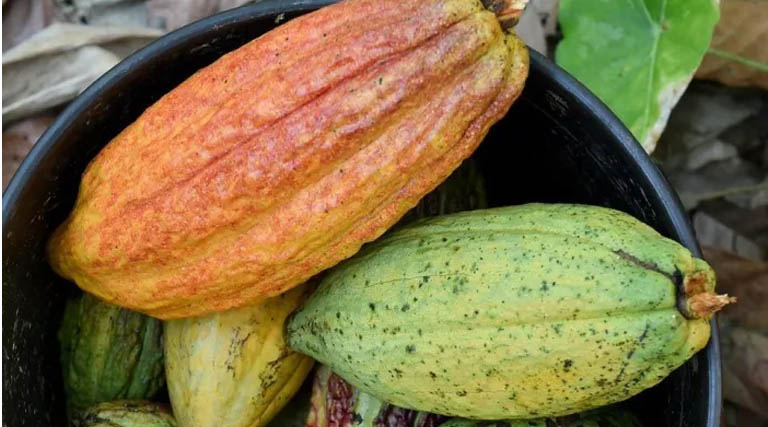 A Blueprint For Low-emission Cocoa In West Africa