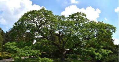 Public Gardens Prove Valuable Sentinels for Invasive Plants