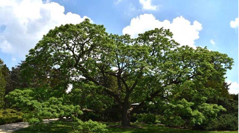 Public Gardens Prove Valuable Sentinels for Invasive Plants