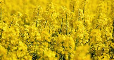 Oilseed Cultivation Expands; Production Rises to 429.89 Lakh Tonnes