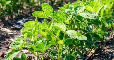 Enlist E3 Expance Soybeans Introduced by Syngenta and M.S. Technologies, L.L.C. at Commodity Classic 2026
