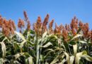 Mechanized Sorghum Threshing Pilot Aims To Unlock Farmer Incomes And Strengthen Market Linkages In Zimbabwe Mechanized Sorghum Threshing Pilot Aims To Unlock Farmer Incomes And Strengthen Market Linkages In Zimbabwe