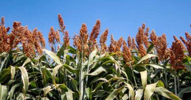 Mechanized Sorghum Threshing Pilot Aims To Unlock Farmer Incomes And Strengthen Market Linkages In Zimbabwe Mechanized Sorghum Threshing Pilot Aims To Unlock Farmer Incomes And Strengthen Market Linkages In Zimbabwe