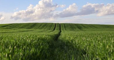 Agriculture GVA Grows by 10.4% in 2024–25: Provisional Estimates