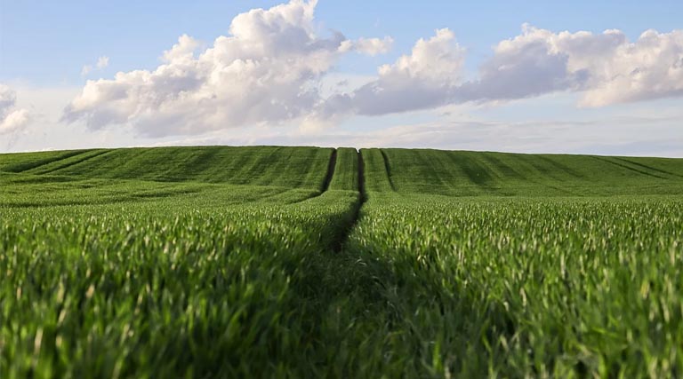 Agriculture GVA Grows by 10.4% in 2024–25: Provisional Estimates