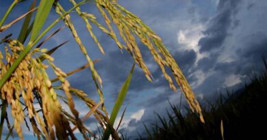 Engineering Humanity’s Most Important Crops For A Warming Planet
