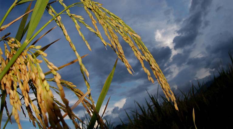 Engineering Humanity’s Most Important Crops For A Warming Planet