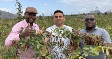 ICRISAT and FAO Back Farmer-Led Seed Enterprises as Mozambique Expands Pigeonpea Markets