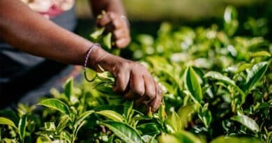 Dilmah Tea: 2026 Could Be The Toughest Year For Tea Growers Dilmah Tea: 2026 Could Be The Toughest Year For Tea Growers