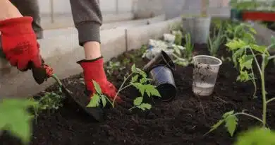 Start Home Gardening Under ₹1000: Best Vegetable Gardening Kit for Beginners in India Start Home Gardening Under ₹1000: Best Vegetable Gardening Kit for Beginners in India