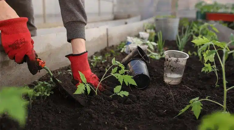 Start Home Gardening Under ₹1000: Best Vegetable Gardening Kit for Beginners in India