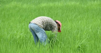 Farmer Sentiment Rebounds