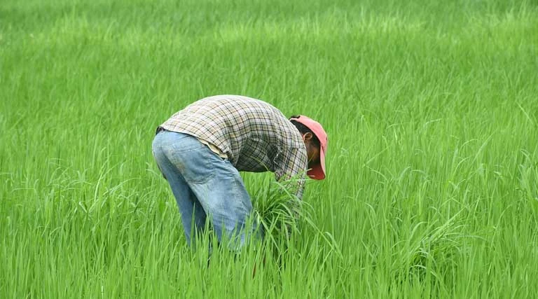 Farmer Sentiment Rebounds