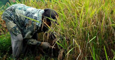 Sri Lanka’s Organic Farming Experiment: How a Nationwide Fertilizer Ban Triggered an Agricultural and Economic Crisis