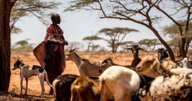 In A World Searching For Solutions To The Interconnected Climate, Biodiversity And Land Degradation Crises, Rangelands And Pastoralists Are Part Of The Answer: FAO Animal Production And Health Expert