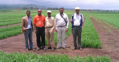From Rust Threat to Wheat Expansion in Ethiopia From Rust Threat to Wheat Expansion in Ethiopia