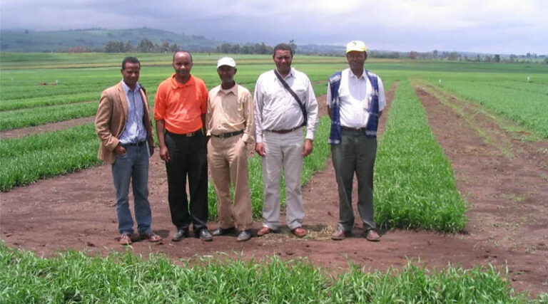 From Rust Threat to Wheat Expansion in Ethiopia