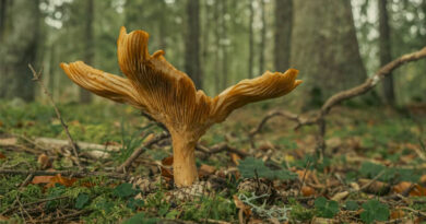 Magic Mushroom Psilocybe cubensis Origin Traced to Africa, Finds a Study