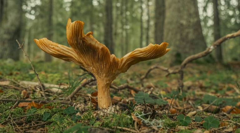 Magic Mushroom Psilocybe cubensis Origin Traced to Africa, Finds a Study