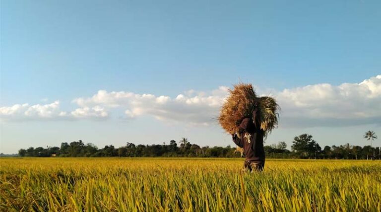 India’s Foodgrain Output Projected at Record 3486 LMT in 2025–26: Second Advance Estimates