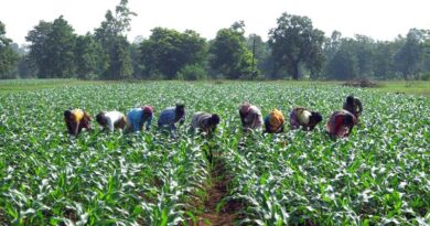 Putting Women At The Center Of Agrifood Transformation: Lessons From Odisha, India Putting Women At The Center Of Agrifood Transformation: Lessons From Odisha, India