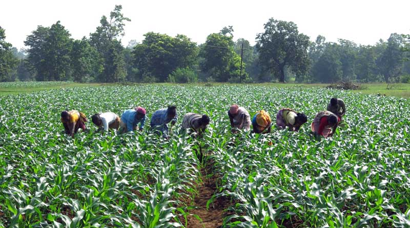 Putting Women At The Center Of Agrifood Transformation: Lessons From Odisha, India