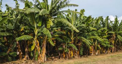 ₹200-Crore Banana Cluster Approved in Maharashtra’s Jalgaon to Boost Horticulture Value Chain