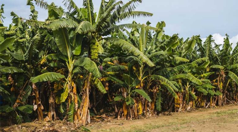 ₹200-Crore Banana Cluster Approved in Maharashtra’s Jalgaon to Boost Horticulture Value Chain