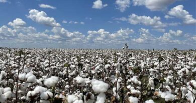 India Approves ₹1,718.56 Crore MSP Support for Cotton Farmers via CCI