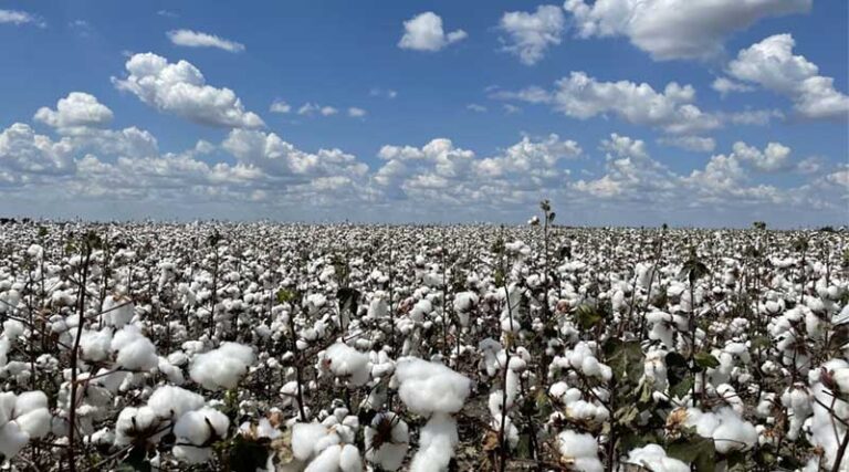 India Approves ₹1,718.56 Crore MSP Support for Cotton Farmers via CCI