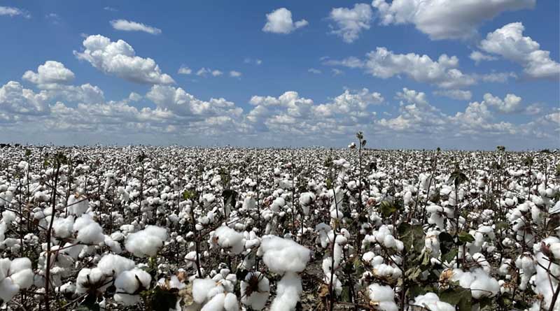 India Approves ₹1,718.56 Crore MSP Support for Cotton Farmers via CCI