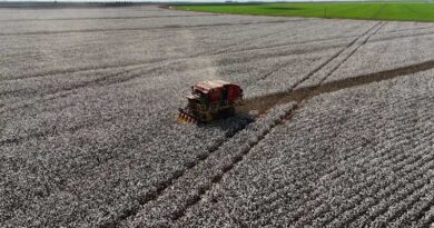 US Cotton Disease Loss Report 2025: Yield Loss Drops to Historic Low of 4.8%