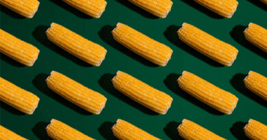 Maize Acreage Under Pressure as Urea Crisis Reshapes Global Cereal and Feed Dynamics