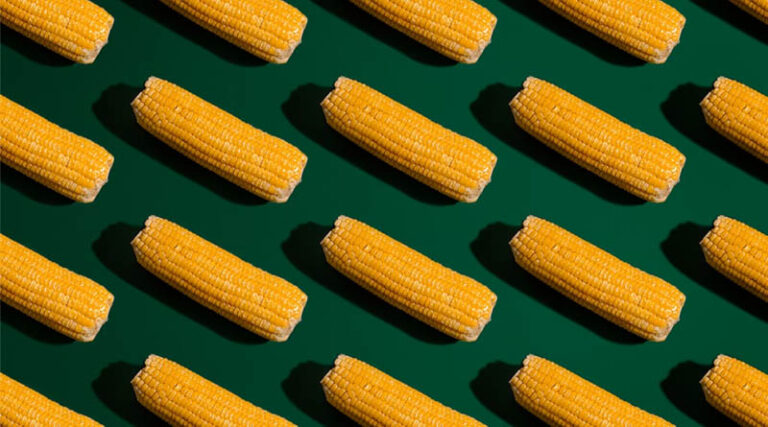 Maize Acreage Under Pressure as Urea Crisis Reshapes Global Cereal and Feed Dynamics