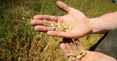 When War Meets Biology: The Two Clocks Driving a Global Fertiliser Crisis When War Meets Biology: The Two Clocks Driving a Global Fertiliser Crisis