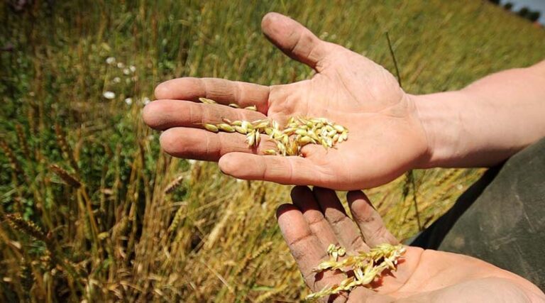 When War Meets Biology: The Two Clocks Driving a Global Fertiliser Crisis