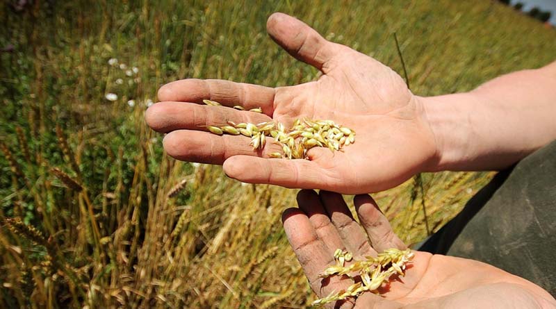When War Meets Biology: The Two Clocks Driving a Global Fertiliser Crisis
