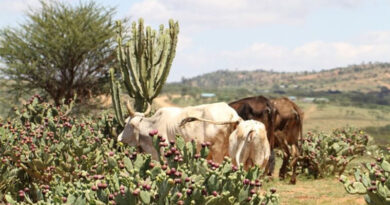 Invasive Prickly Pear Pest Opuntia Stricta Could Cost Sub-saharan Africa USD 307 Billion Over The Next 50 Years Invasive Prickly Pear Pest Opuntia Stricta Could Cost Sub-saharan Africa USD 307 Billion Over The Next 50 Years