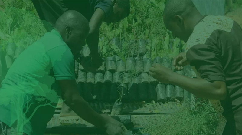 Grow Trees. Grow Futures. Restore Landscapes With Farmers